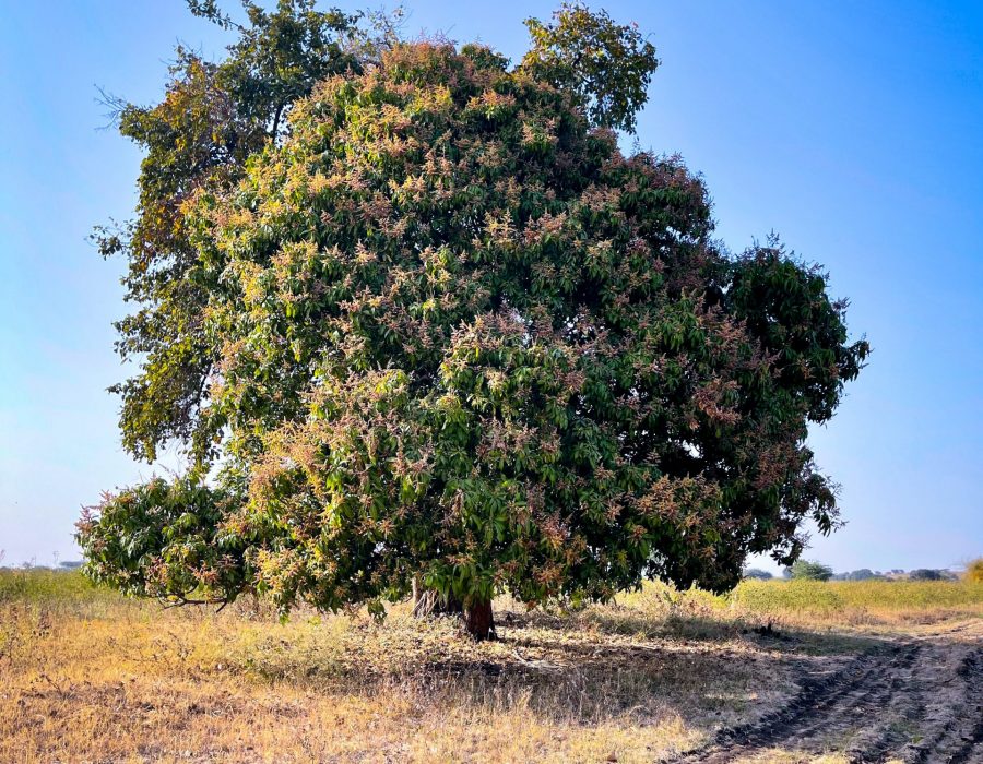 pericolosità climatica